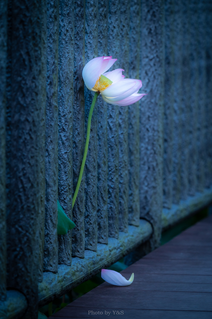 無常