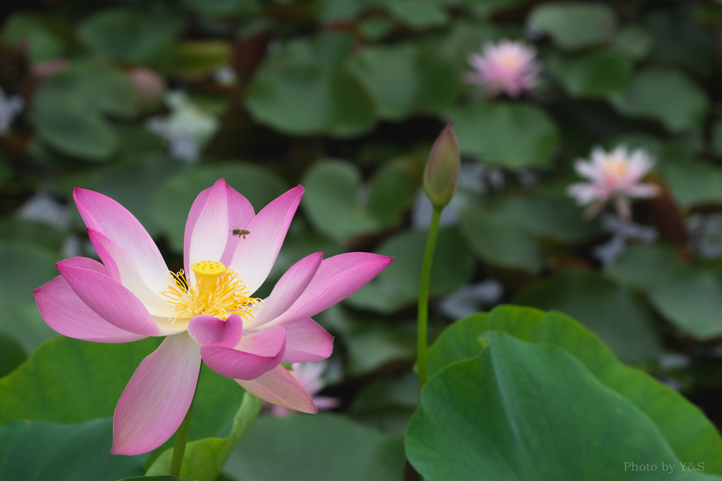 花蓮②