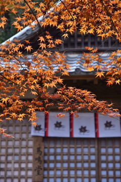 晩秋の寂光院