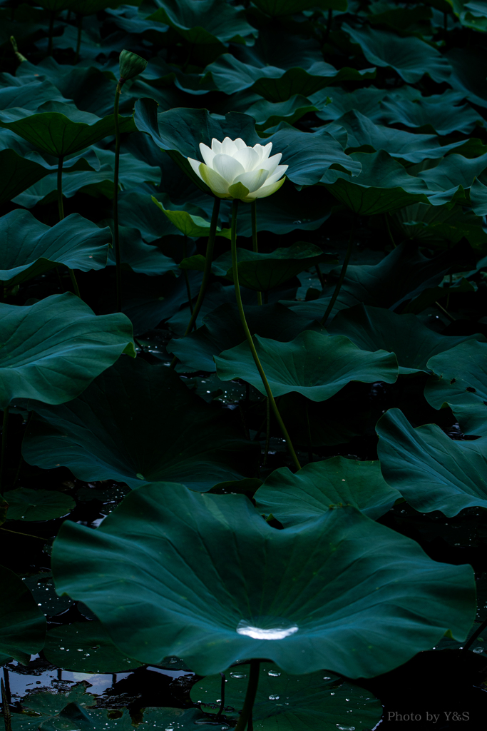 雨あがり