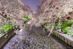 思い出の桜