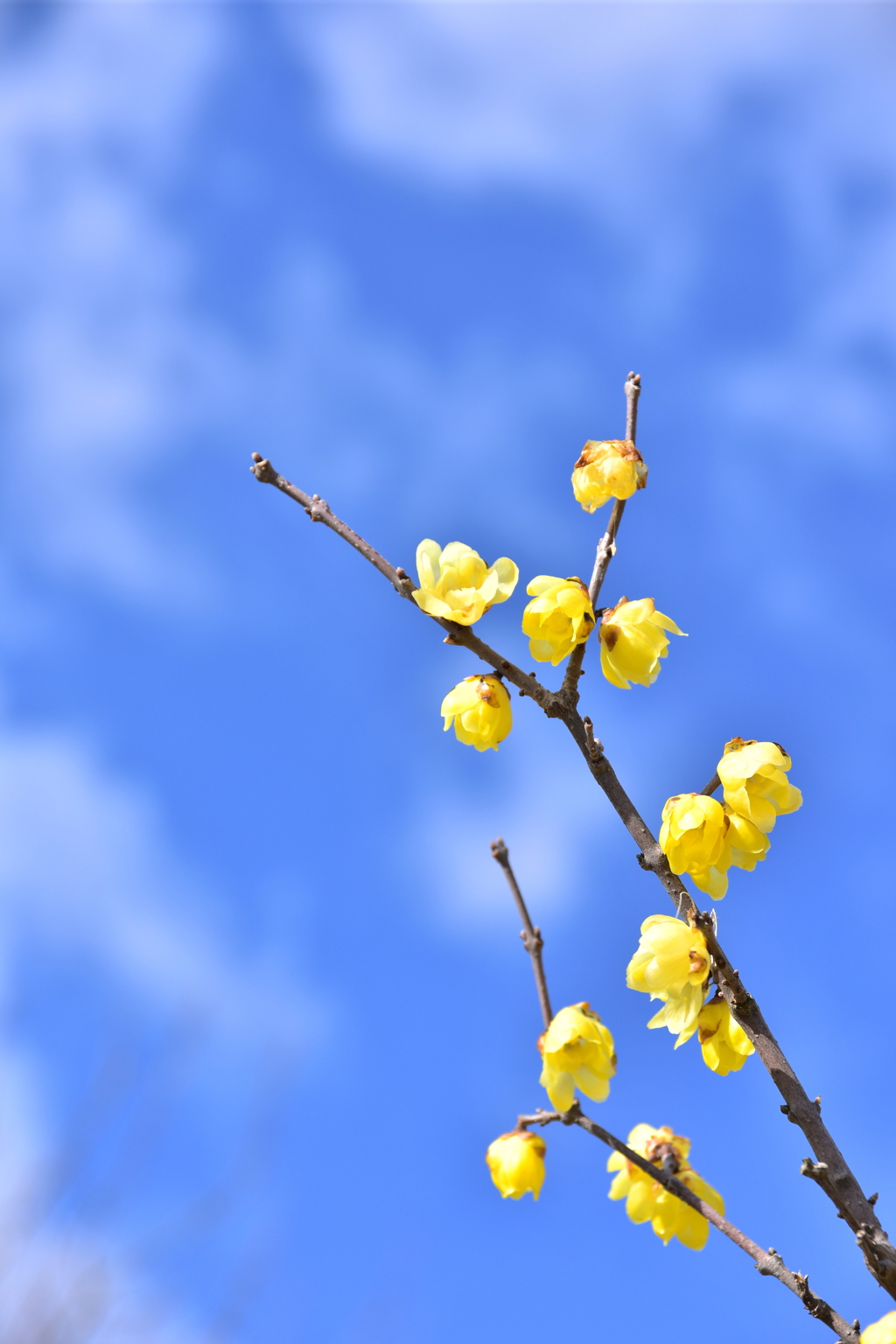 空 ～蝋梅～