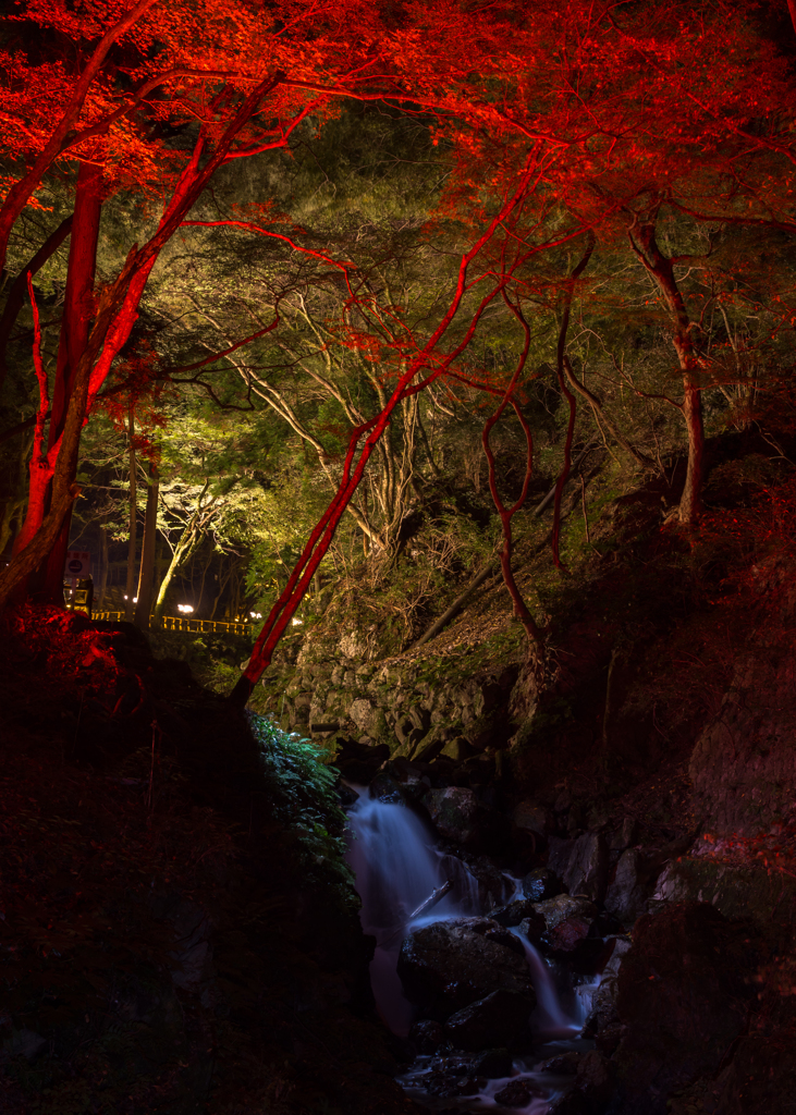 木まで紅葉(^^;)