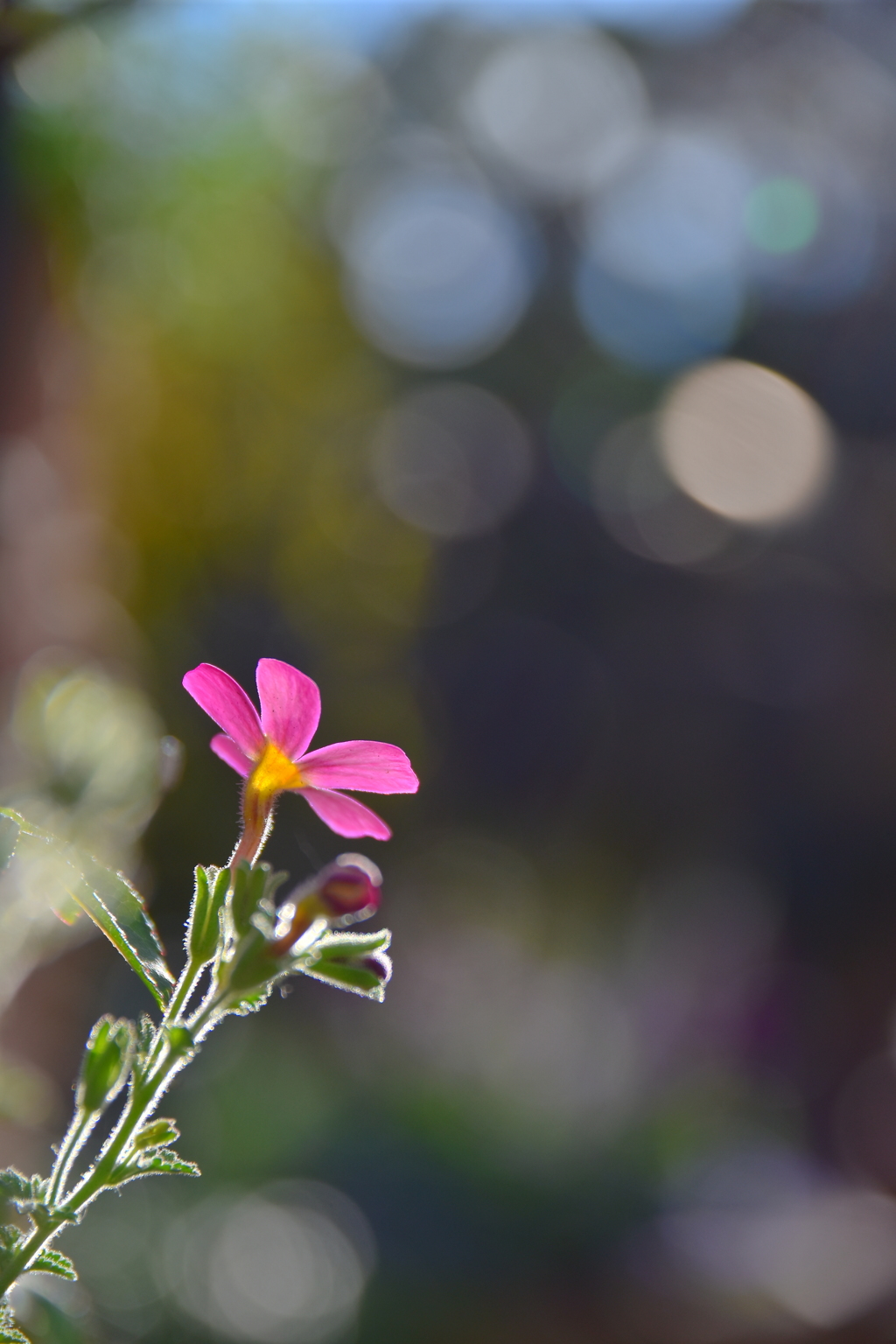 花の撮影は難しい･･･