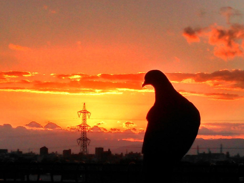 鳩と黄昏る