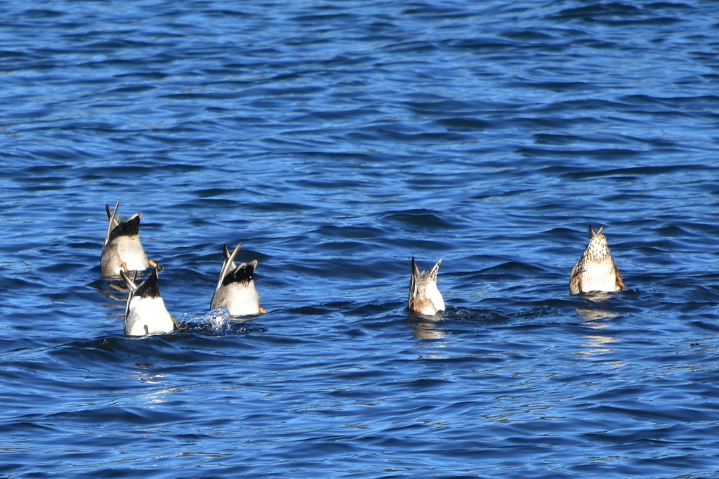 Synchronized Swimming