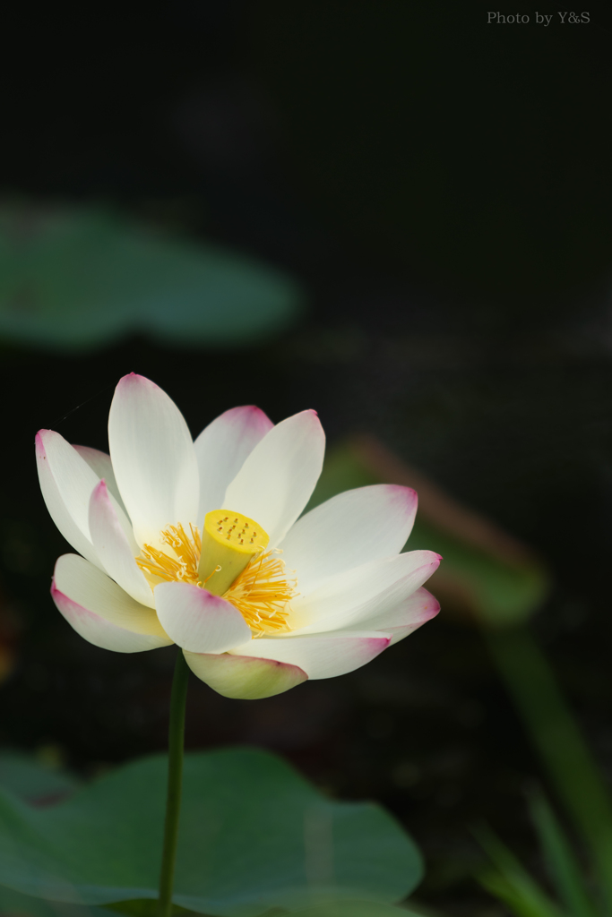 花蓮③