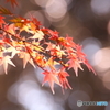 紅い宝石