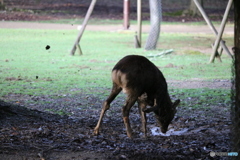 ここ掘れワンワン