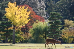 しかと紅葉