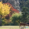 しかと紅葉