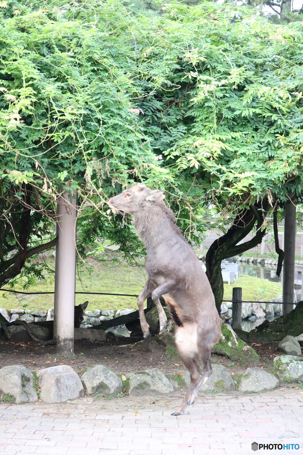 器用な奴