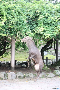 器用な奴
