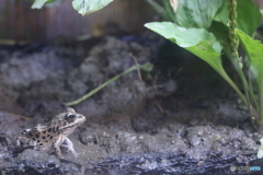 かえる