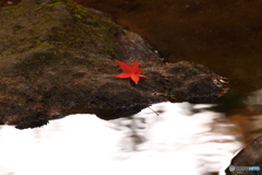 紅葉