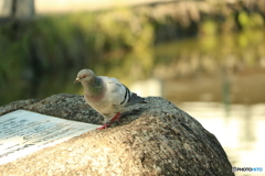 解説がご所望かな？