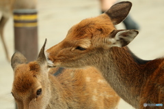 執拗なまでに（＾ω＾）ﾍﾟﾛﾍﾟﾛ