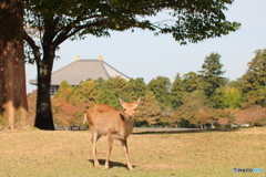 奈良へようこそ