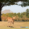 奈良へようこそ