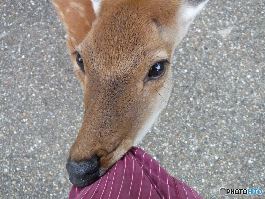 もっと頂戴