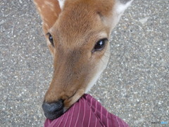 もっと頂戴