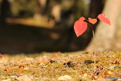 小さな紅葉