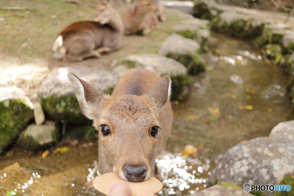 おら、離せ(´・ω・`)