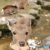 おら、離せ(´・ω・`)