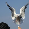 ユリカモメ