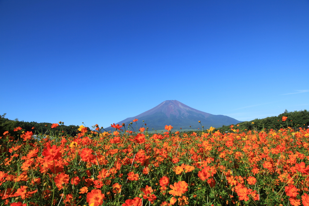 黄花コスモスと富士山