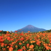 黄花コスモスと富士山