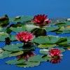 青い池の睡蓮