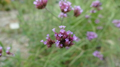 筑波実験植物園