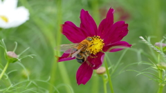 あけぼの山農業公園（平成28年9月17日現在）
