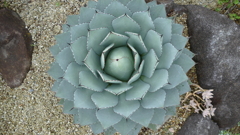 筑波実験植物園