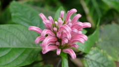 筑波実験植物園