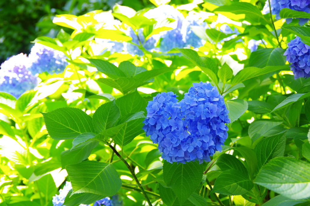 三室戸寺 ハート型の紫陽花