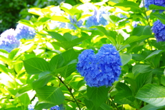 三室戸寺 ハート型の紫陽花