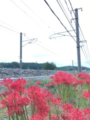 彼岸花