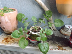 名無しの雑草さん