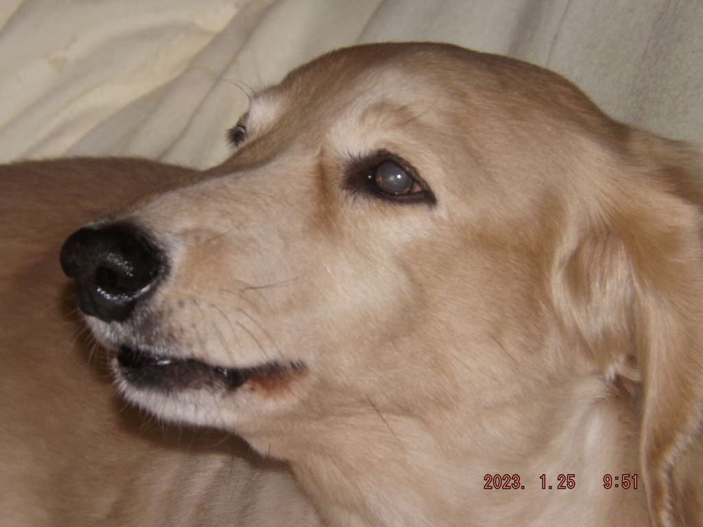 2023/01/25（水）・僕、吠えまくる。