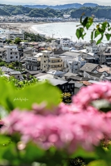 紫陽花の季節、鎌倉の街