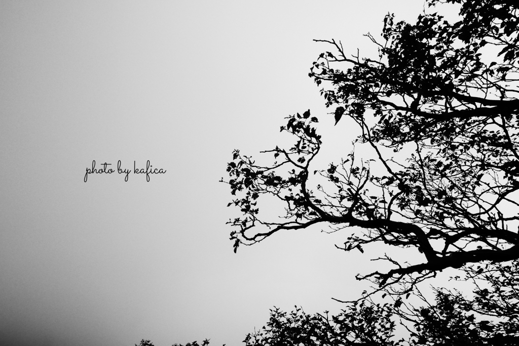 in monochrome
