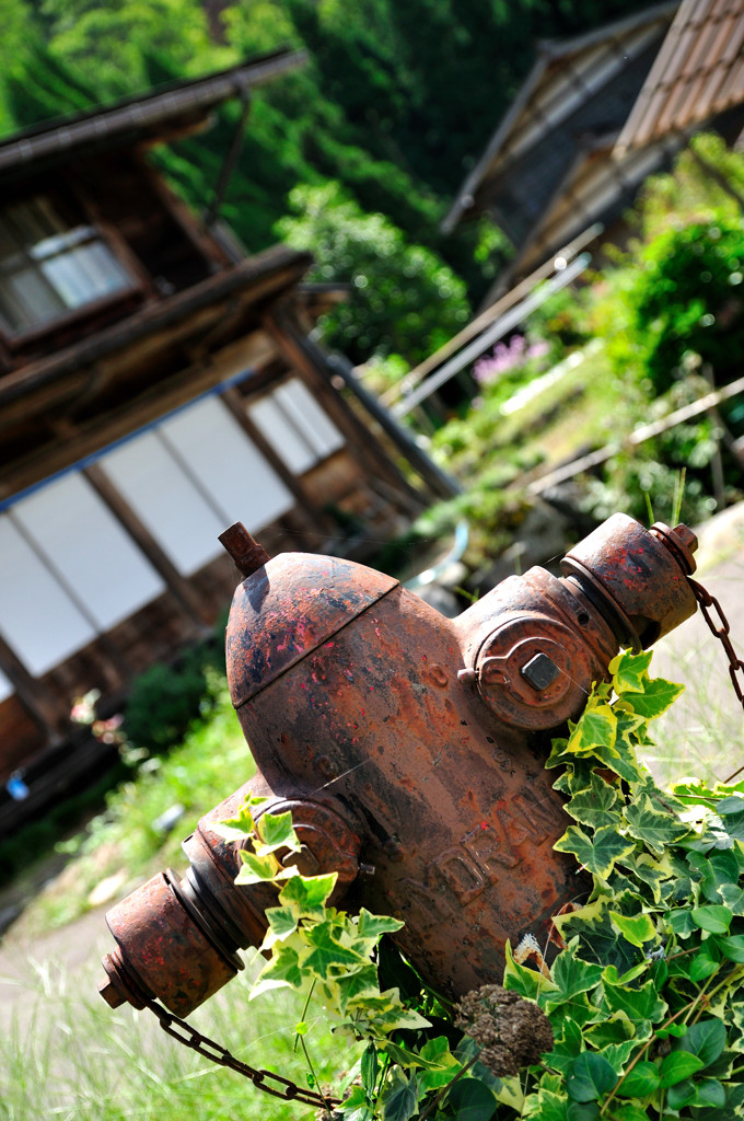 錆に茂る