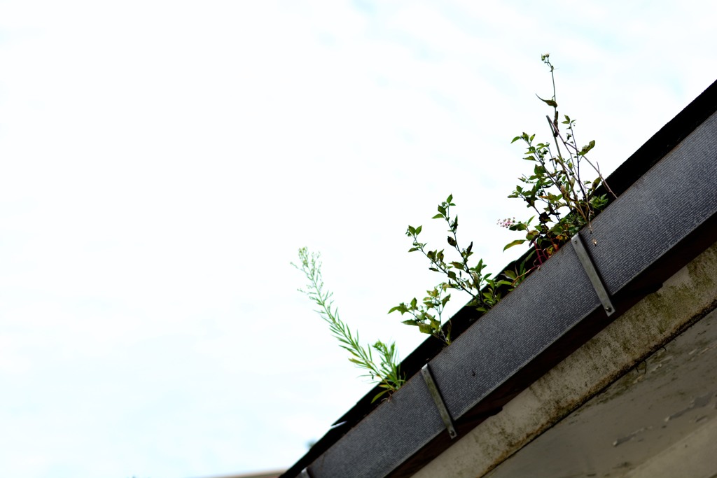 grow to the sky