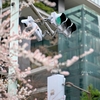 春の予感_都会の交差点