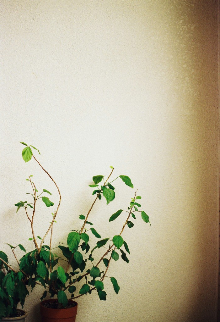 film shot ＊