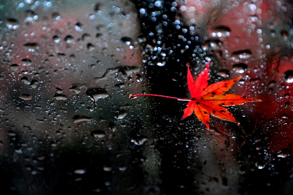 秋の雨