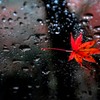 秋の雨