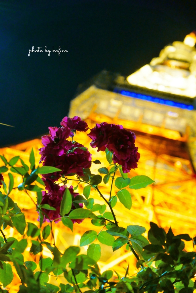flower blooming at Night